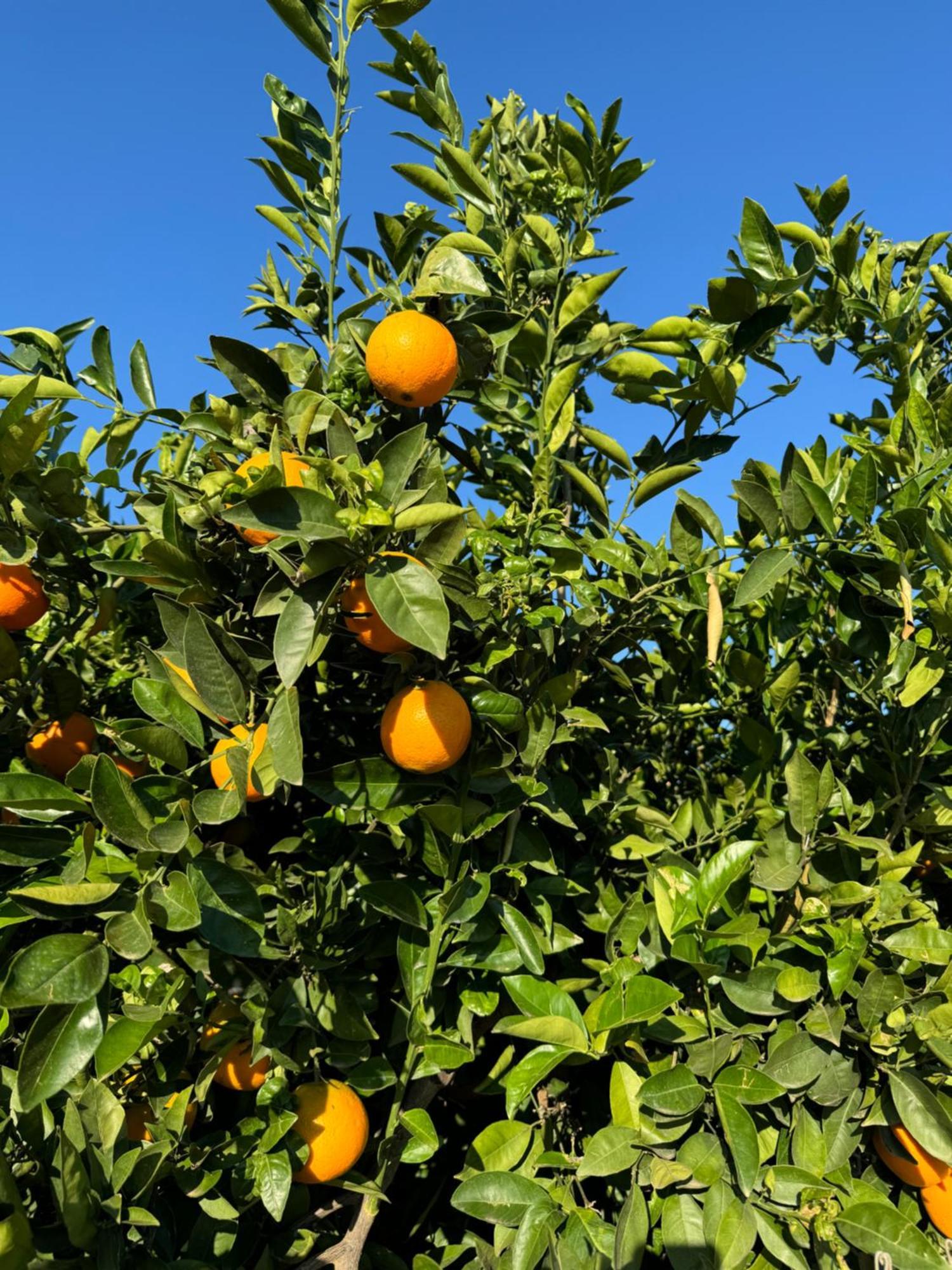 Finca Malata Turís Екстериор снимка